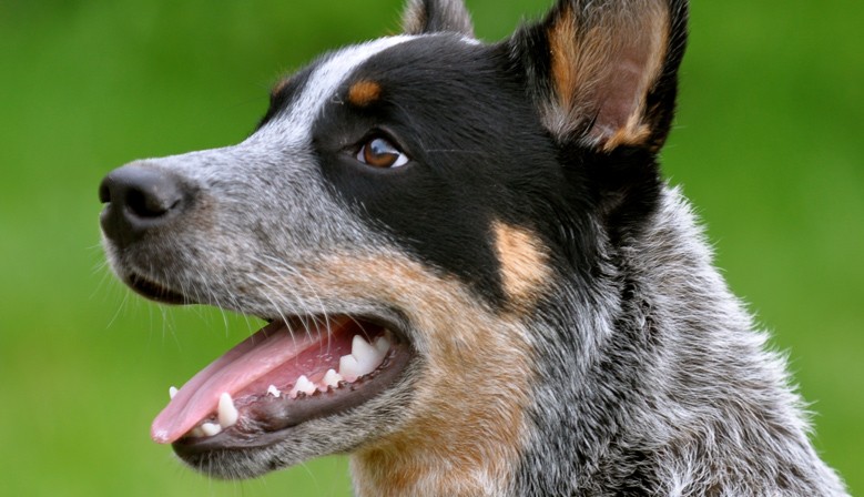 Mister Miix Dog