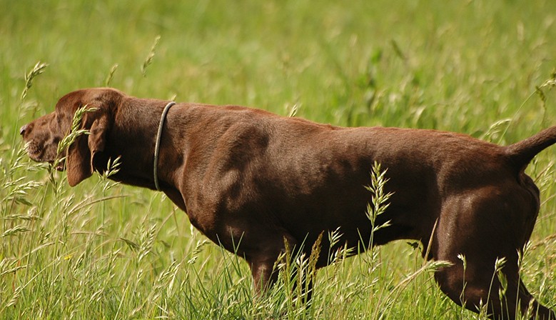 Mister Miix Dog